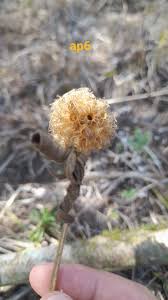 Image result for Leucas milanjiana