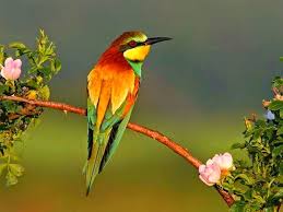 صـــور بــــلا حـــدود أ جمل صور الطيور في العالم بجودة عالية Nature Birds Beautiful Birds Tropical Birds