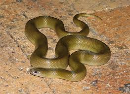 Image result for Tetraria mlanjensis