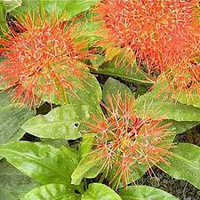 Image result for Scadoxus multiflorus