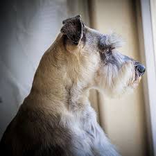 Dogs with anemia will be listless and will tire more easily; Causes Symptoms Of Anemia In Dogs Huntersville Vet Carolina Veterinary Specialists