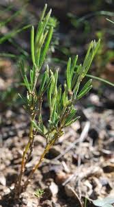 Image result for Argyrolobium stolzii