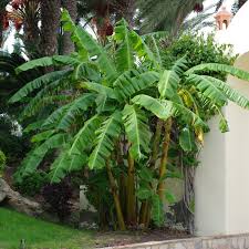 Image result for Musa paradisiaca