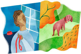Uncover why city pets vet is the best company for you. Things I Wish I Had Known When My Dog Died The New York Times