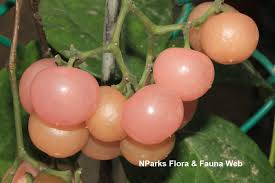 Image result for Cayratia gracilis