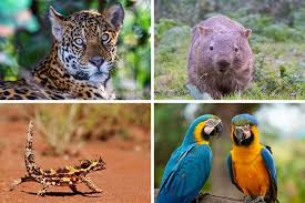 See Animals in the Wild ...
