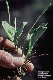 Image result for Ophioglossaceae