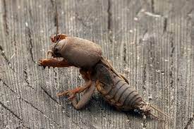 Explore tweets of turkuć_podjadek @turkupodjadek3 on twitter. Turkuc Podjadek Zdjecie Fotoblog Arte Flog Pl