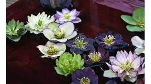 The types of plant pathogens including: From The Ground Up There S Always A Place For Hellebores Farmville Farmville