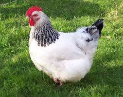 sussex chicken wikipedia