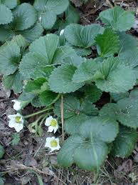Strawberry plants only live for 6 years and can die back due to the fugal disease grey mold and powdery mildew. Growing Strawberries Tips On Planting Strawberries