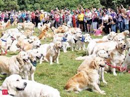 Jul 29, 2020 · the price of a dog in india may vary depending on the quality of the breed and the place/shop/breeder you are buying from. Why India S High And Mighty Like Golden Retrievers The Economic Times
