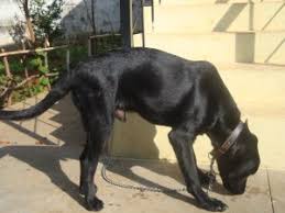 Ellie is a three (3) year old, 39 pound lab mix that was picked up as a stray after being injured, most likely by a car. Black Labra Dog Price In India Cuteanimals