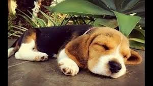 Select from premium beagle puppies of the highest quality. 43 Cute Beagle Dog Pictures That You Will Love Beagles Zone