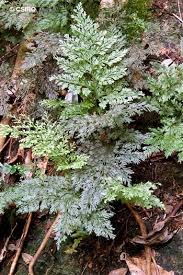 Image result for Vandenboschia