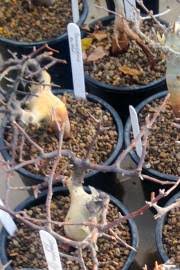 Image result for Commiphora pteleifolia