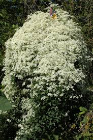 Sweet autumn clematis vine care. Sweet Autumn Clematis Plant Care Growing Guide Autumn Clematis Sweet Autumn Clematis Clematis