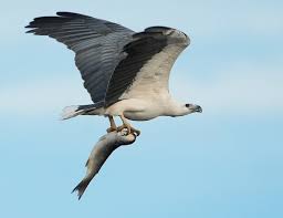 Kumpulan gambar dan wallpaper harimau ini hanya sekedar berbagi beberapa foto harimau yang pernah saya koleksi. Karakteristik Burung Elang Laut Perut Putih White Bellied Sea Eagle Burung Elang Gambar Burung Elang