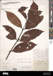 Image result for Funtumia africana