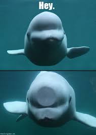 Beluga Whales Are So Beautiful I Just Wish They Weren T In Captivity And Free To Swim In The Arctic Waters Funny Dolphin Funny Pictures Funny Animal Pictures