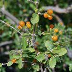 Image result for Cordia sinensis