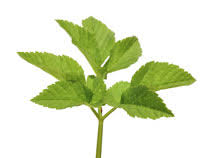 Voor je het weet staat je hele achtertuin van voor tot achter vol met deze groene. Onkruid Herkennen En Bestrijden Van Boterbloem Tot Brandnetel Vtwonen