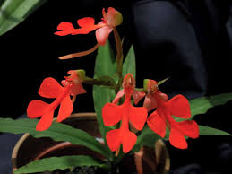 Image result for Habenaria adolphi