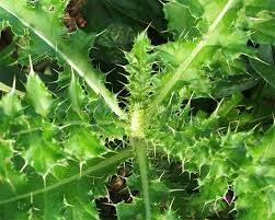 This plant has several other names such as phytolacca americana, dragon berries, american pokeweed, or poke sallet. Weeds Gardening Wiki Fandom
