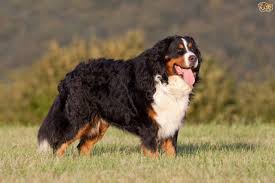 Check spelling or type a new query. A Doggo Native To My Homeland Of Switzerland Greater Swiss Mountain Dog Aww