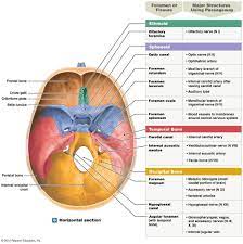 The Floor Of The Cranium Medical Anatomy Dental Hygiene School Human Anatomy And Physiology