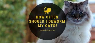 Each type of deworming medicine works different for cats. How Often To Deworm Cats My Ragdoll Cats