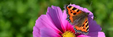 Flowers and butterfly, blue hydrangeas and white irises. How Do I Attract Butterflies And Bees To My Garden Turf Online