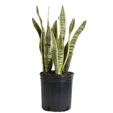 Image result for Sansevieria trifasciata