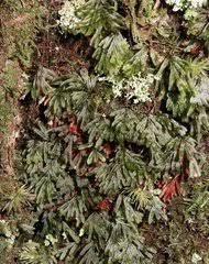 Image result for Hymenophyllum triangulare