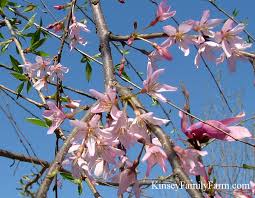 Kwanzan flowering cherry trees cover the historic landscape grounds of the capital of the united states, where they have been vigorously growing for over a century. Flowering Cherry Trees For Sale Georgia Kinsey Family Farm