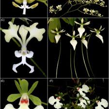 Image result for Disperis thomensis