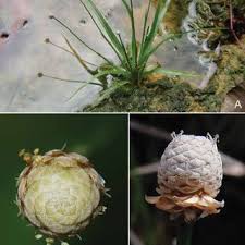 Image result for Eriocaulon bongense