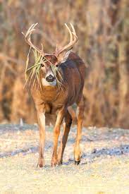 Camouflage By Denis Dumoulin Via 500px Big Deer Whitetail Deer Pictures Animals Wild
