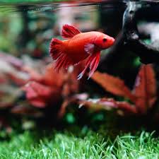 This Plakat Has Long Tie Betta Fish Betta Fish Types Beta Fish Tank
