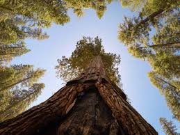If you arrive in yosemite valley by public transportation, access to other areas of the park is possible, as follows: Latest Yosemite National Park Ca Updates On Trails Sequoias The Fresno Bee