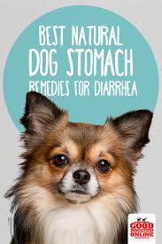 Best Natural Dog Stomach Remedies For Diarrhea Good Doggies Online Dog Remedies Natural Dog Dog Medicine