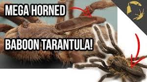 Darling is curved, unlike that of the c. The Mega Horned Baboon Tarantula Youtube