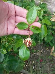 Welke blüten und triebe entfernen; Rosen Schneiden Nach Der Blute Anleitung Parzelle94 De