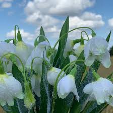 Maybe you would like to learn more about one of these? Snowdrops Frosted Bunch 36 Cm Artificial Flower