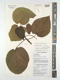 Image result for Neoboutonia