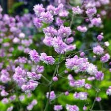 Ideal plant for cottage gardens when grown in between others for support. Thalictrum Delavayi Hewitts Double Chinese Meadow Rue Hewitts Double In Gardentags Plant Encyclopedia