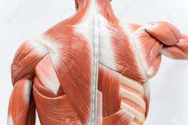 The muscles of the back that work together to support the spine, help keep the the back muscles can be three types. Muscles Of The Back Model For Physiology Education Stock Photo Picture And Royalty Free Image Image 114346714