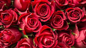 We did not find results for: Learn English Idioms And Phrases With Roses Learn English Abc Education