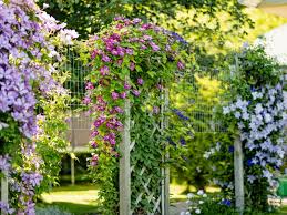 Image result for Clematis