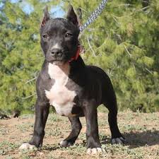Black And White Pitbull Female Ukc Registered Black Pitbull Bully Pup Female Pitbull Terrier Cute Dogs Dog Love